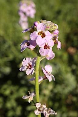 APII jpeg image of Harmsiodoxa puberula  © contact APII