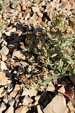 APII jpeg image of Rhodanthe microglossa  © contact APII