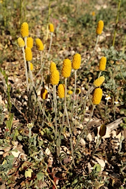 APII jpeg image of Pycnosorus melleus  © contact APII