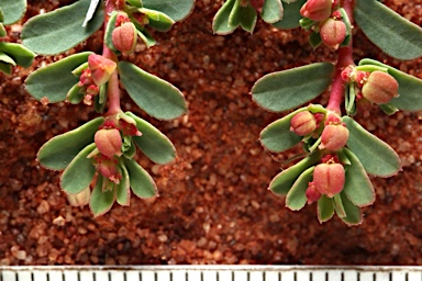 APII jpeg image of Euphorbia porcata  © contact APII