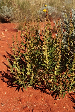 APII jpeg image of Haloragis gossei  © contact APII