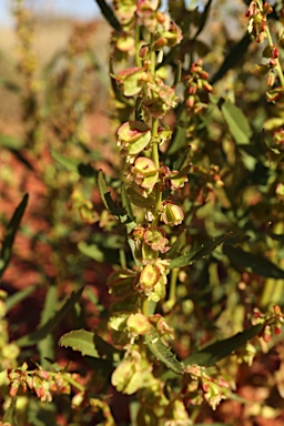 APII jpeg image of Haloragis gossei  © contact APII