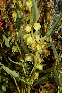 APII jpeg image of Haloragis gossei  © contact APII