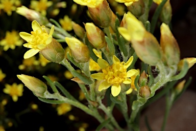 APII jpeg image of Schoenia ramosissima  © contact APII