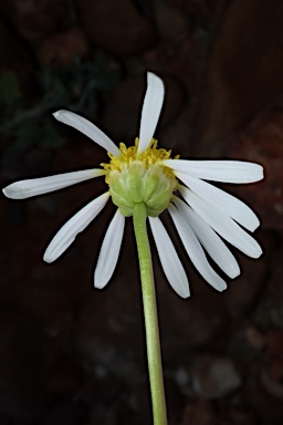 APII jpeg image of Brachyscome eriogona  © contact APII