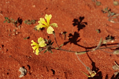 APII jpeg image of Goodenia cycloptera  © contact APII