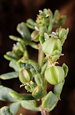 APII jpeg image of Roepera iodocarpa  © contact APII