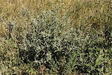 APII jpeg image of Atriplex elachophylla  © contact APII