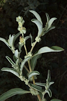 APII jpeg image of Atriplex elachophylla  © contact APII