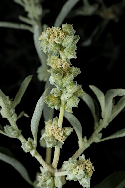 APII jpeg image of Atriplex elachophylla  © contact APII