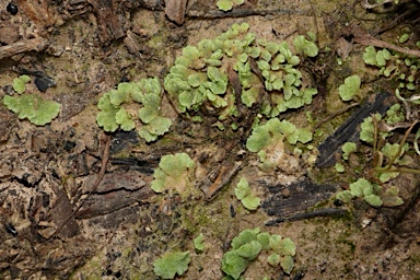 APII jpeg image of Riccia crystallina  © contact APII