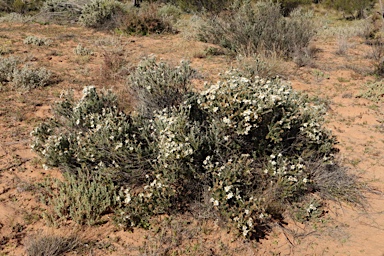 APII jpeg image of Olearia pimeleoides  © contact APII