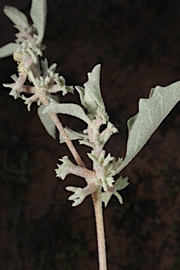 APII jpeg image of Atriplex limbata  © contact APII