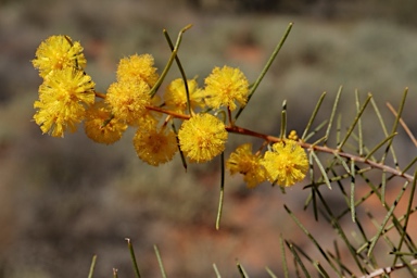 APII jpeg image of Acacia burbidgeae  © contact APII