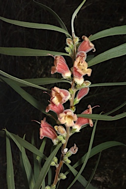 APII jpeg image of Eremophila longifolia  © contact APII