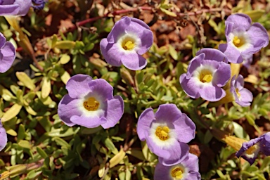 APII jpeg image of Elacholoma prostrata  © contact APII