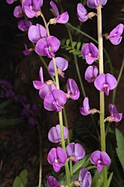 APII jpeg image of Swainsona affinis  © contact APII