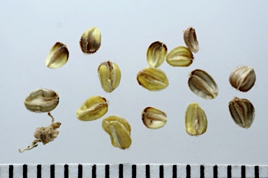 APII jpeg image of Brachyscome tetrapterocarpa  © contact APII