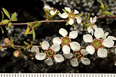 APII jpeg image of Gaudium divaricatum  © contact APII