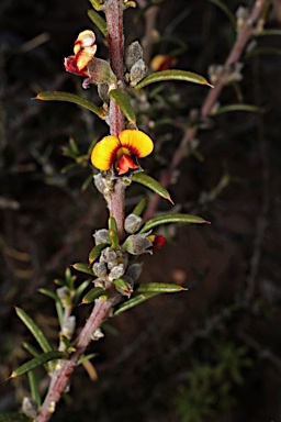 APII jpeg image of Mirbelia pungens  © contact APII