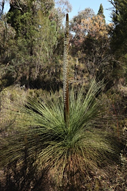APII jpeg image of Xanthorrhoea glauca subsp. angustifolia  © contact APII
