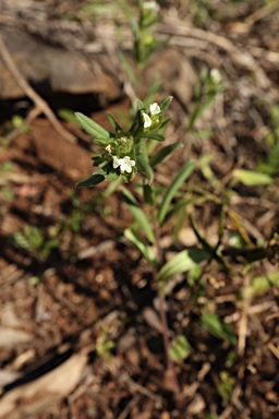APII jpeg image of Buglossoides arvensis  © contact APII