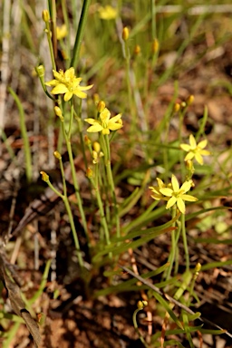 APII jpeg image of Bulbine semibarbata  © contact APII