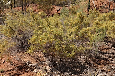 APII jpeg image of Pultenaea foliolosa  © contact APII