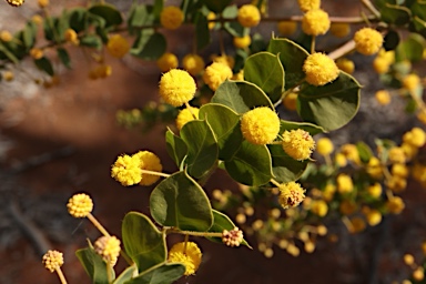 APII jpeg image of Acacia sertiformis  © contact APII