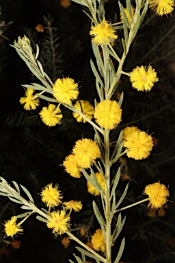 APII jpeg image of Acacia mariae  © contact APII