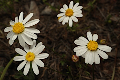 APII jpeg image of Brachyscome nodosa  © contact APII