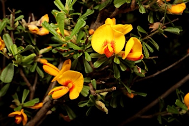 APII jpeg image of Pultenaea cuneata  © contact APII