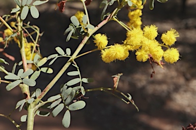 APII jpeg image of Acacia spectabilis  © contact APII