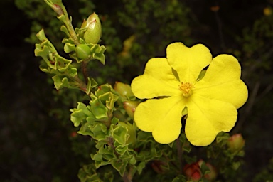 APII jpeg image of Hibbertia circumdans  © contact APII