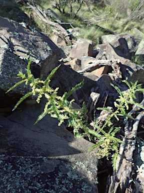 APII jpeg image of Urtica incisa  © contact APII