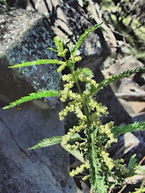 APII jpeg image of Urtica incisa  © contact APII