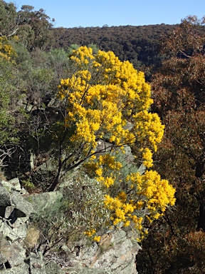 APII jpeg image of Acacia neriifolia  © contact APII