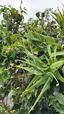 APII jpeg image of Flagellaria indica  © contact APII