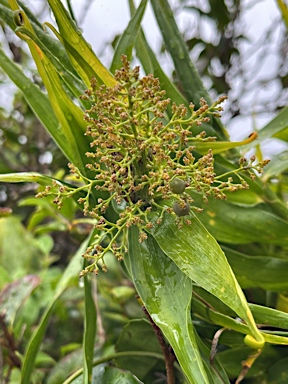 APII jpeg image of Flagellaria indica  © contact APII