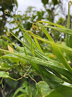 APII jpeg image of Flagellaria indica  © contact APII