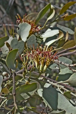 APII jpeg image of Amyema quandang var. quandang  © contact APII