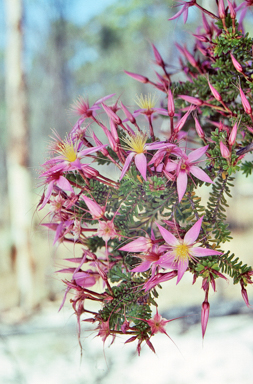 APII jpeg image of Calytrix longiflora  © contact APII