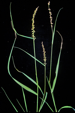 APII jpeg image of Cenchrus caliculatus  © contact APII