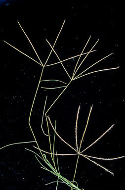 APII jpeg image of Chloris divaricata var. cynodontoides  © contact APII