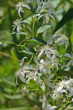 APII jpeg image of Clematis glycinoides  © contact APII