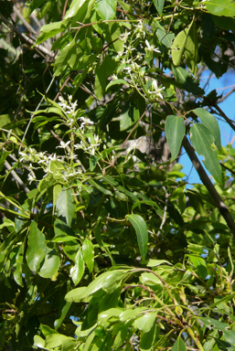 APII jpeg image of Clematis glycinoides  © contact APII