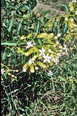 APII jpeg image of Clerodendrum floribundum  © contact APII