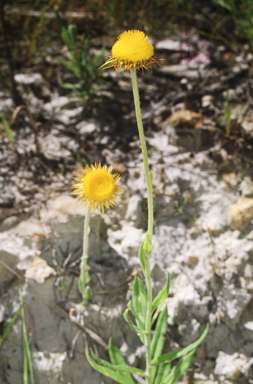 APII jpeg image of Coronidium rupicola  © contact APII