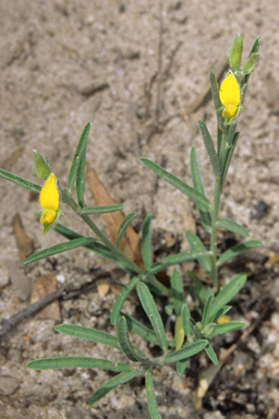 APII jpeg image of Crotalaria brevis  © contact APII