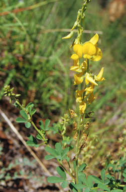 APII jpeg image of Crotalaria medicaginea  © contact APII
